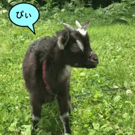 東日本ファミリー牧場で飼育する子ヤギのぴぃ