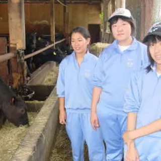 東日本ファミリー牧場で黒毛牛を見学する職場体験の生徒