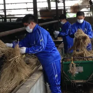 東日本ファミリー牧場で乾草を牛に与える職場体験の生徒