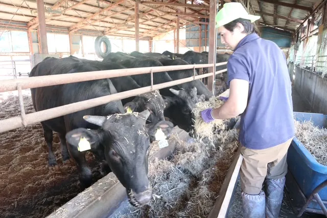 東日本ファミリー牧場で牛に飼料を与えるスタッフ