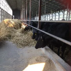 オホーツク深澤ファームの牛舎で飼育される黒毛牛