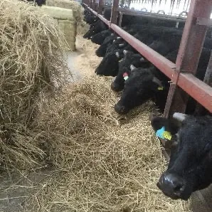 オホーツク寒風ファームの牛舎で乾草を食べる黒毛牛